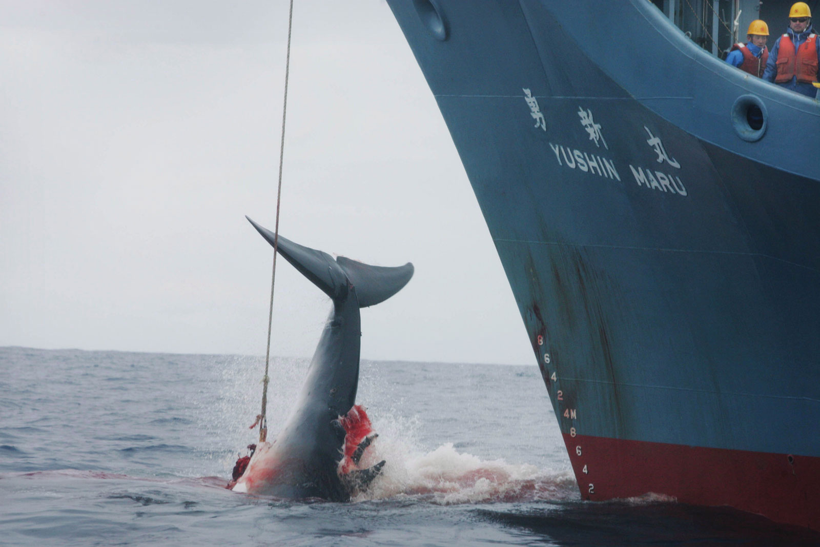 Il Governo giapponese infiamma la “guerra” sulla caccia alle balene
